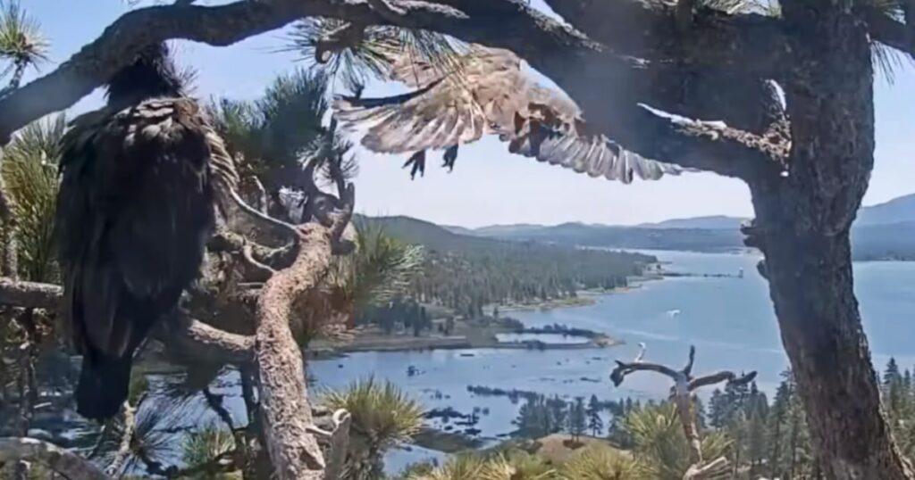 1748912175 250602 Sunny Eaglet Takes Flight Snip Ac 813p 58408b 1024x538