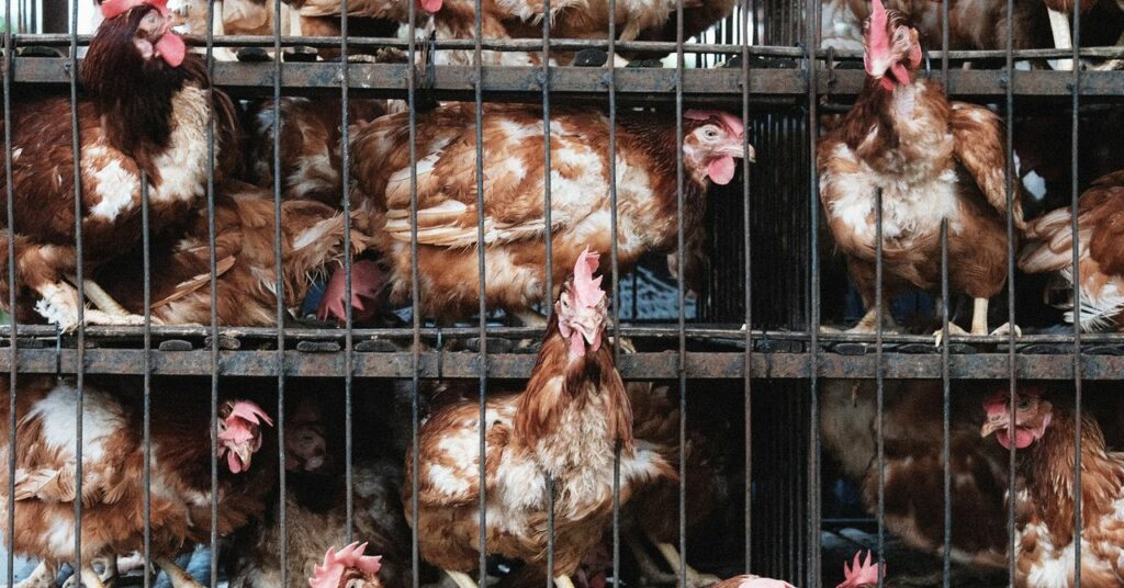 Animal Rights Dxe Sec 857293932 1024x536