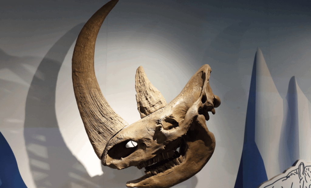 Scientists Discover 23 Million Year Old Arctic Rhino Unveiling A Lost Era Of Prehistoric Life Scaled 1 1024x620