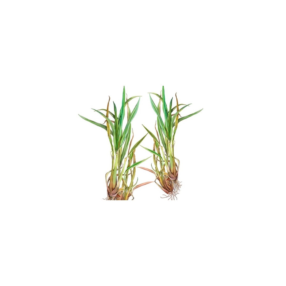 dried_lemongrass_long_strands_ecommerce.jpeg LEMON GRASS