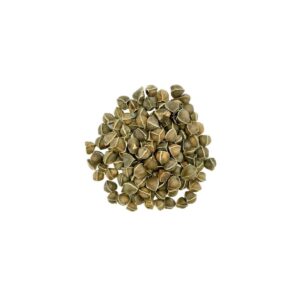 MORINGA SEED