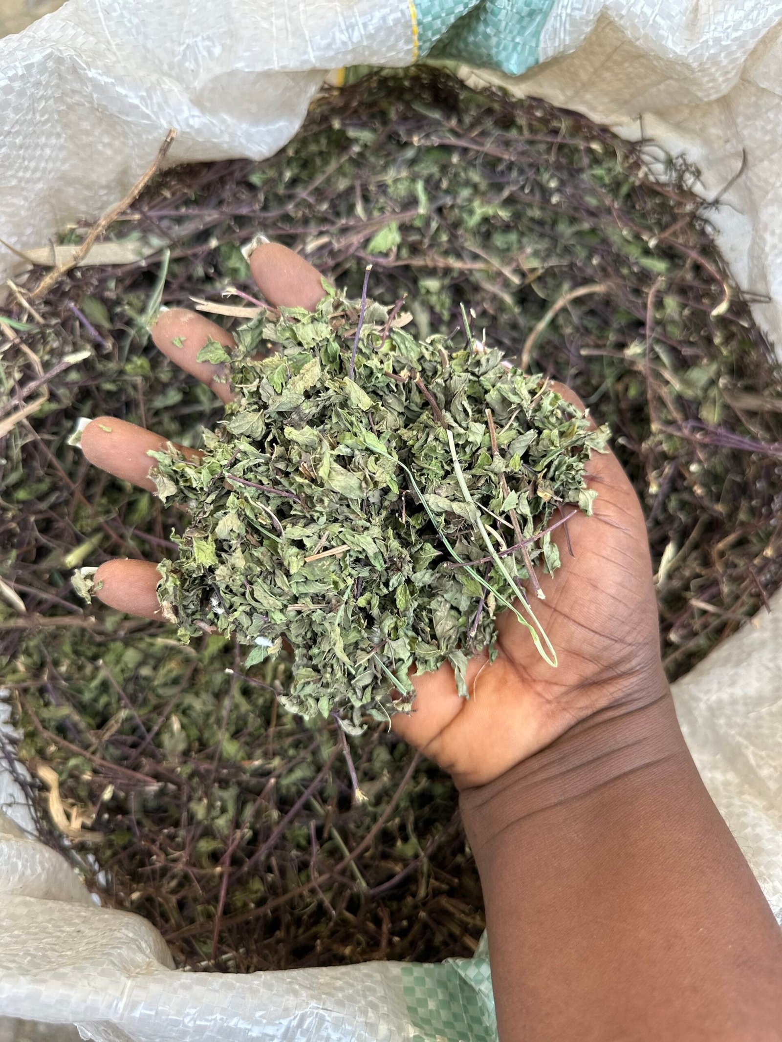 img_9520-scaled-1.jpeg Dry Mint Leaves - Image 3
