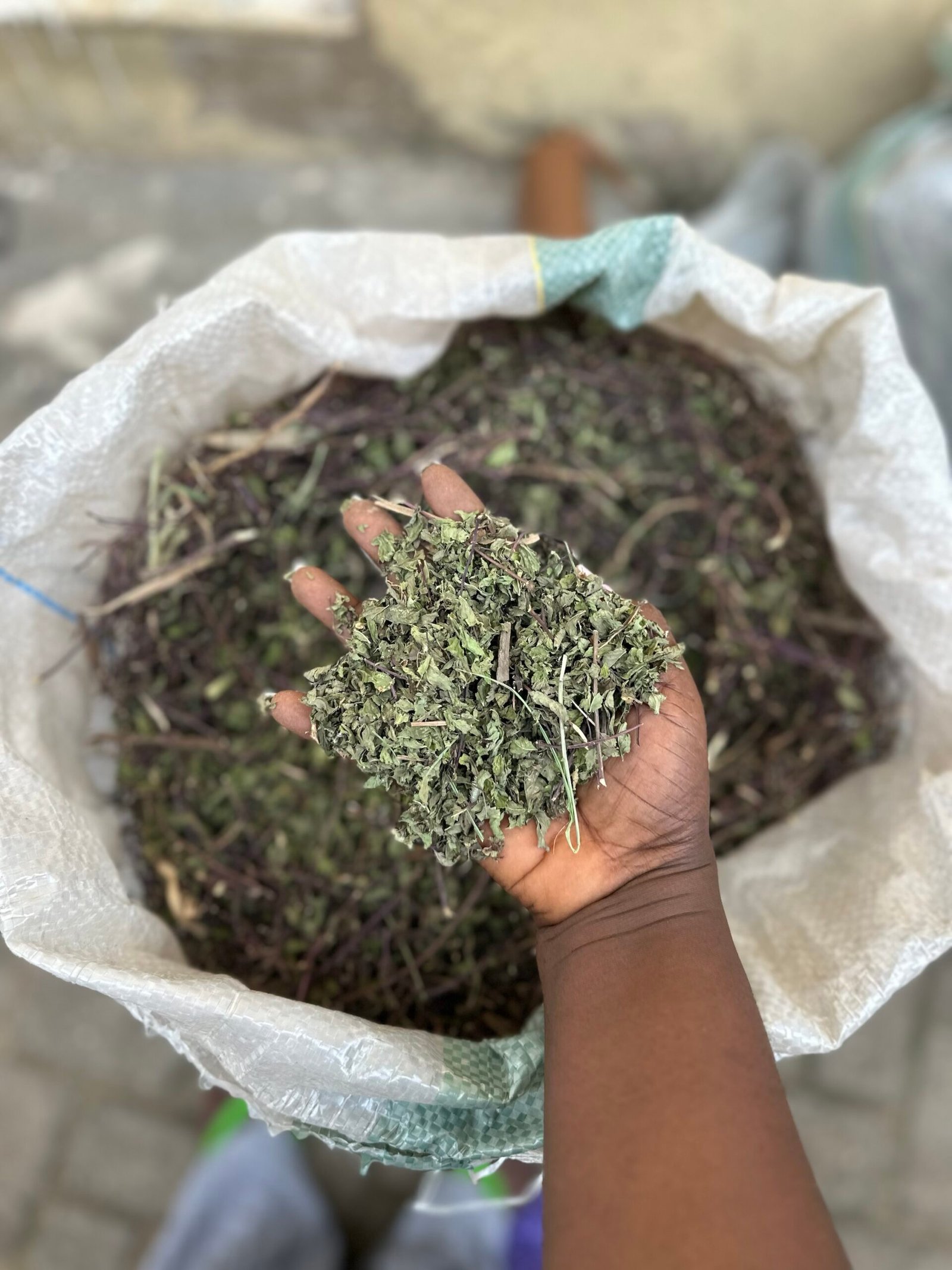 img_9521-scaled-1.jpeg Dry Mint Leaves - Image 4