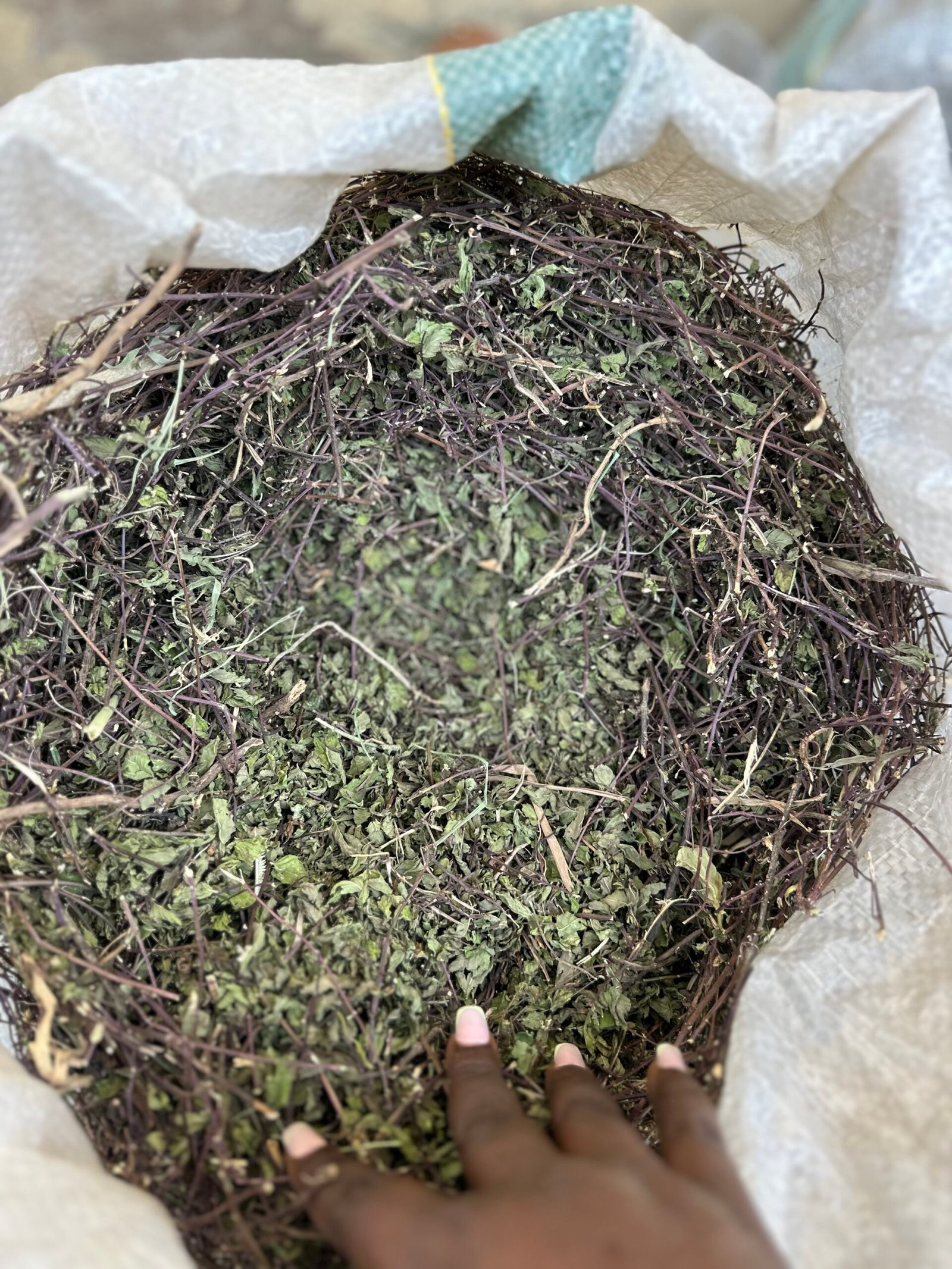 img_9522-scaled-1.jpeg Dry Mint Leaves